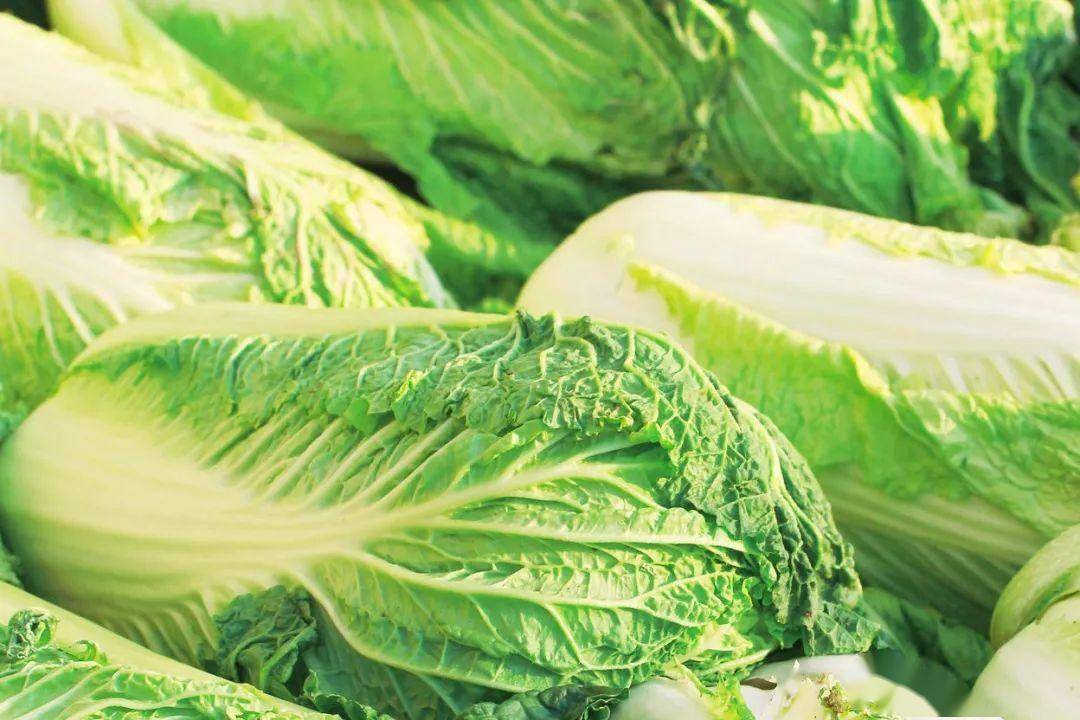 最新白菜种植技术指南与白菜大全（2025版）