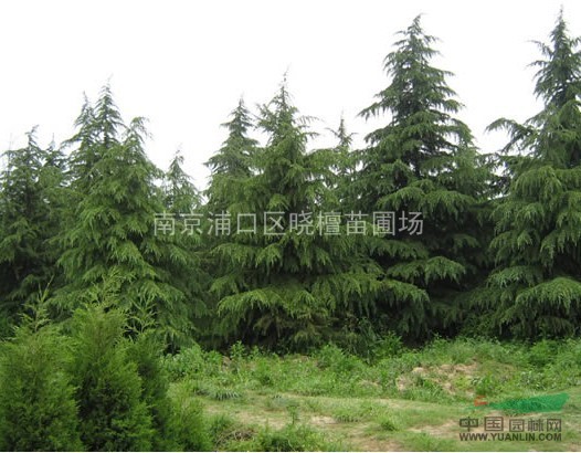 南京雪松最新价格及分析概述