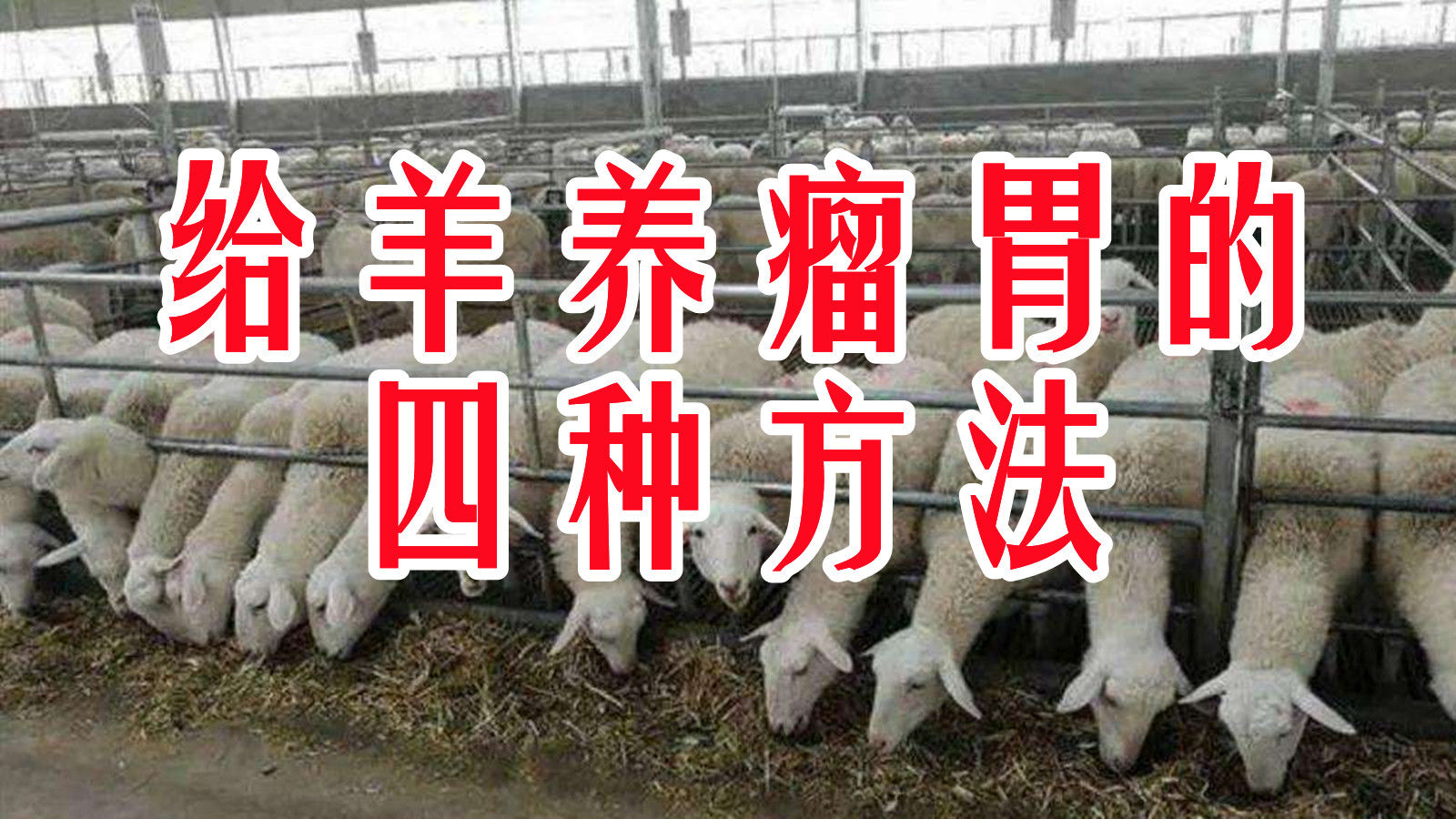 养殖最新规定及其对养殖业的影响分析