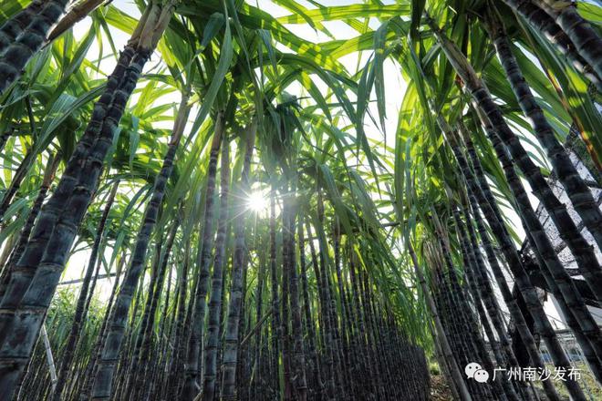 最新果蔗价格动态与市场分析综述