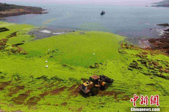 最新浒苔消息，爆发原因、影响及应对措施揭秘