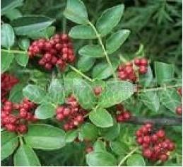 花椒最新行情分析与趋势预测